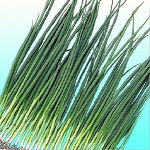  2dl  K lM ˂yB݂   ^lzyʏ5{ 5̂̓|Cg10{z