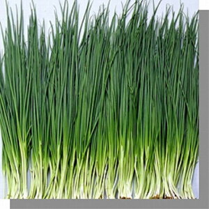  1L  K lM ˂yB݂   ^lzyʏ5{ 5̂̓|Cg10{z