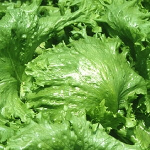 [CNX 20ml  ^XyB݂   ^lzyʏ5{ 5̂̓|Cg10{z