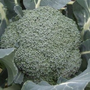 ݂̂ 20ml  ubR[yB݂   ^lzyʏ5{ 5̂̓|Cg10{z