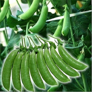 jT_Xibv 1L  ₦ǂ TGhE 氓yB݂   ^lzyʏ5{ 5̂̓|Cg10{z