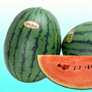 }_[{[ 200 XCJ  ZyB݂   ^lzyʏ5{ 5̂̓|Cg10{z