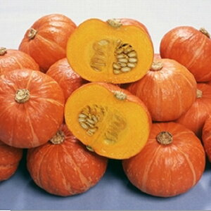 ԂV(i햼:ԖV) 100 Z J{` ڂyB݂   ^lzyʏ5{ 5̂̓|Cg10{z