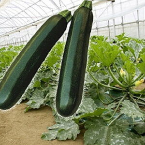 yGi؂zKZ-2 100 YbL[j [ɁyB݂   ^lzyʏ5{ 5̂̓|Cg10{z