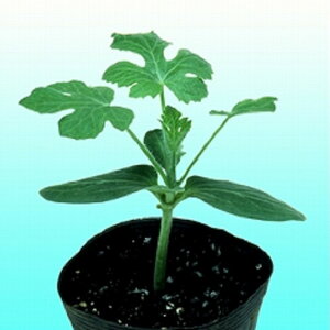 {hk 2dl   _CM yB݂   ^lzyʏ5{ 5̂̓|Cg10{z