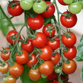 Cf小鈴 100粒 トマト とまと 蕃茄【ヴィルモランみかど 種 たね タネ】【通常5倍 5のつく日はポイント10倍】