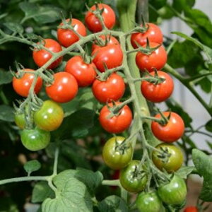 MKS-T820 100 g}g Ƃ܂ ׉ցyB݂   ^lzyʏ5{ 5̂̓|Cg10{z