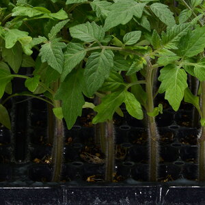 足じまんキーパー 1000粒 台木 ダイギ だいぎ【ヴィルモランみかど 種 たね タネ】【通常5倍 5のつく日はポイント10倍】