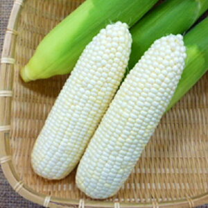 zCgVRƂ낱 2000 Ƃ낱 gERV 冋o yB݂   ^lzyʏ5{ 5̂̓|Cg10{z