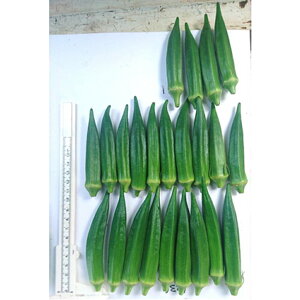 Wr^[iMSO-1250j 1dl IN  zyc   ^l zyʏ5{ 5̂̓|Cg10{z