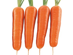 Vcܐ 1L jW ɂ񂶂 lQyc   ^l zyʏ5{ 5̂̓|Cg10{z