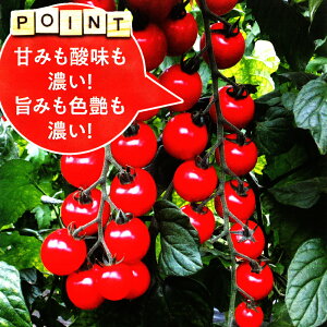 AC 1000 g}g Ƃ܂ ׉ zyc   ^l zyʏ5{ 5̂̓|Cg10{z