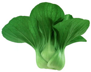 R|bN(~j`QTC) 20ml [ `Q `QTC 񂰂񂳂 zyc   ^l zyʏ5{ 5̂̓|Cg10{z