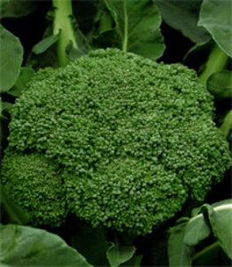 �T���i�X�A�[���[ 20ml �u���b�R���[ �������z�y�������c �� ���� �^�l �z�y�ʏ�5�{ 5�̂����̓|�C���g10�{�z