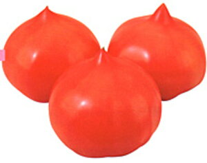 �Z���i�[�f 20ml �g�}�g �Ƃ܂� �׉� �������z�y�������c �� ���� �^�l �z�y�ʏ�5�{ 5�̂����̓|�C���g10�{�z