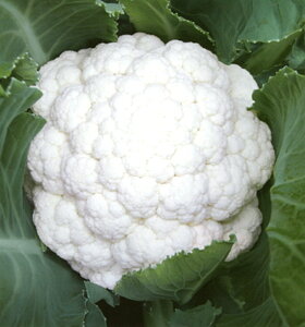 �z���C�g�p���\�� �R�[�g��qL(5000��) �J���t�����[ �������z�y�������c �� ���� �^�l �z�y�ʏ�5�{ 5�̂����̓|�C���g10�{�z