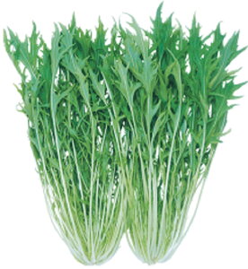 ݂݂ 2dl  ~Yi ݂ zyc   ^l zyʏ5{ 5̂̓|Cg10{z