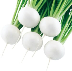 肩 1dl  Ju  zyc   ^l zyʏ5{ 5̂̓|Cg10{z