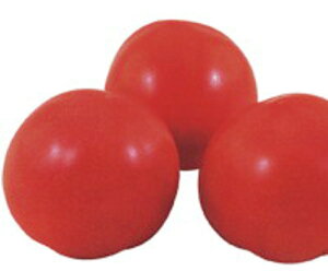 トマト 苗 花 種の人気商品 通販 価格比較 価格 Com