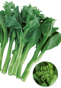 ؏ܖ(`Q؂΂) 20ml [ `Q `QTC 񂰂񂳂 zyc   ^l zyʏ5{ 5̂̓|Cg10{z