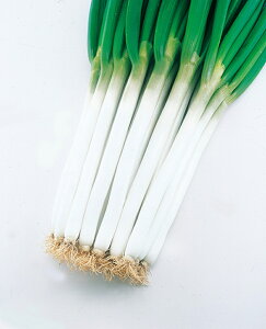 g@ 20ml K lM ˂ zyc   ^l zyʏ5{ 5̂̓|Cg10{z