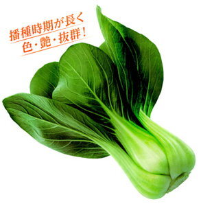 햡 R[gqL(5000) [ `Q `QTC 񂰂񂳂 zyc   ^l zyʏ5{ 5̂̓|Cg10{z