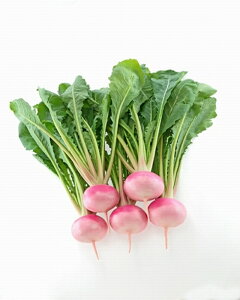 (sNJu) 10ml  Ju  zyc   ^l zyʏ5{ 5̂̓|Cg10{z