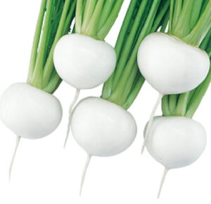  1dl  Ju  zyc   ^l zyʏ5{ 5̂̓|Cg10{z