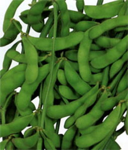 Â܋ 1L } ܂ G_}yc   ^l zyʏ5{ 5̂̓|Cg10{z