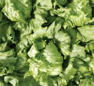 NEhuCN R[gqL(5000) ^Xyc   ^l zyʏ5{ 5̂̓|Cg10{z