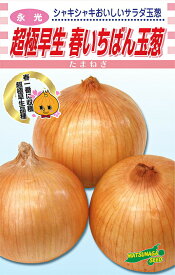 永光 超極早生　春いちばん　20ml詰 玉ねぎ たまねぎ 玉葱 タマネギ【松永種苗 種 たね タネ】【通常5倍 5のつく日はポイント10倍】