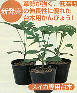 _Cn[h 500l  _CM  Fz yێ   ^lzyʏ5{ 5̂̓|Cg10{ΏۊOi|Cg3{Œ菤iz