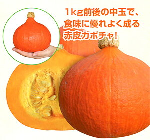  100l Z J{` ڂ Fz yێ   ^lzyʏ5{ 5̂̓|Cg10{ΏۊOi|Cg3{Œ菤iz