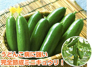 イY 100l ӉZ LE イ肫イY 100l Fz yێ   ^lzyʏ5{ 5̂̓|Cg10{ΏۊOi|Cg3{Œ菤iz