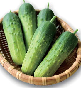 イY 100l ӉZ LE イ蔼イY 100l Fz yێ   ^lzyʏ5{ 5̂̓|Cg10{ΏۊOi|Cg3{Œ菤iz