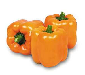 pvIW 100l s[} ҁ[܂ z@yێ   ^lzyʏ5{ 5̂̓|Cg10{ΏۊOi|Cg3{Œ菤iz