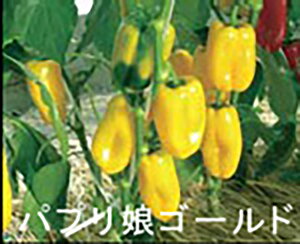 pvS[h 100l s[} ҁ[܂ Fz yێ   ^lzyʏ5{ 5̂̓|Cg10{ΏۊOi|Cg3{Œ菤iz