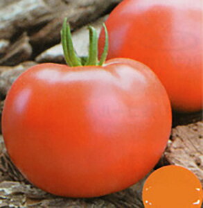 華美(はなみ) 1000粒詰 トマト とまと 蕃茄 宇治交配 【丸種 種 たね タネ】【通常5倍 5のつく日はポイント10倍対象外商品ポイント3倍固定商品】