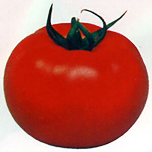 ^ 20mll g}g Ƃ܂ ׉ Fz yێ   ^lzyʏ5{ 5̂̓|Cg10{ΏۊOi|Cg3{Œ菤iz