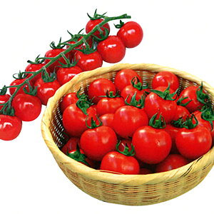 ܂(V) 500l g}g Ƃ܂ ׉ Fz yێ   ^lzyʏ5{ 5̂̓|Cg10{ΏۊOi|Cg3{Œ菤iz