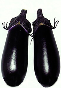 Y(䂤) 2000l iX Ȃ ֎q Fz yێ   ^lzyʏ5{ 5̂̓|Cg10{ΏۊOi|Cg3{Œ菤iz