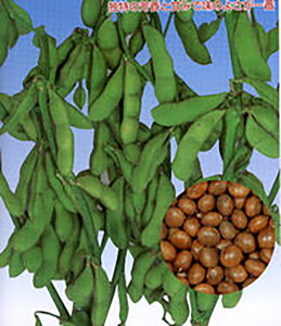 () 1Ll } ܂ G_}yێ   ^lzyʏ5{ 5̂̓|Cg10{ΏۊOi|Cg3{Œ菤iz