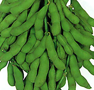 ̉ 1Ll } ܂ G_}yێ   ^lzyʏ5{ 5̂̓|Cg10{ΏۊOi|Cg3{Œ菤iz