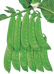 VL[ 1Ll ₦ǂ TGhE 氓yێ   ^lzyʏ5{ 5̂̓|Cg10{ΏۊOi|Cg3{Œ菤iz