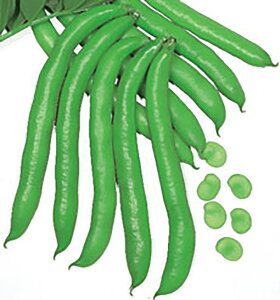 z 1Ll ₦ǂ TGhE 氓yێ   ^lzyʏ5{ 5̂̓|Cg10{ΏۊOi|Cg3{Œ菤iz