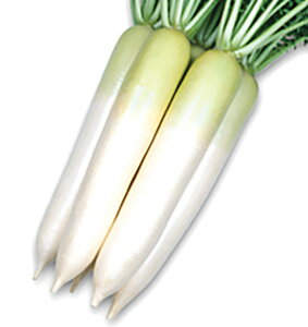 YR(񂵂傤) 2dll 卪 _CR  Fz yێ   ^lzyʏ5{ 5̂̓|Cg10{ΏۊOi|Cg3{Œ菤iz