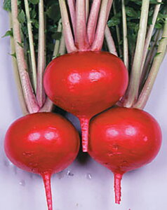 CR紅てまり 2dl詰 かぶ カブ 蕪 宇治交配 【丸種 種 たね タネ】【通常5倍 5のつく日はポイント10倍対象外商品ポイント3倍固定商品】