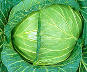 gbv 20mll Lxc Fz yێ   ^lzyʏ5{ 5̂̓|Cg10{ΏۊOi|Cg3{Œ菤iz