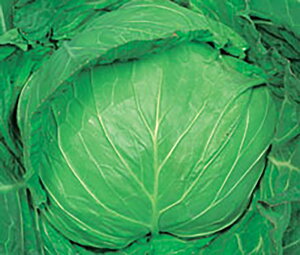 t (͂邽) 20mll Lxc Fz yێ   ^lzyʏ5{ 5̂̓|Cg10{ΏۊOi|Cg3{Œ菤iz