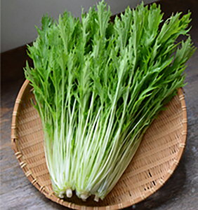 (߂) R[g5000  ~Yi ݂ Fz yێ   ^lzyʏ5{ 5̂̓|Cg10{ΏۊOi|Cg3{Œ菤iz